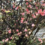 2025年は思い通りになった？